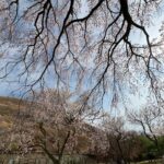 2025年桜の開花状況