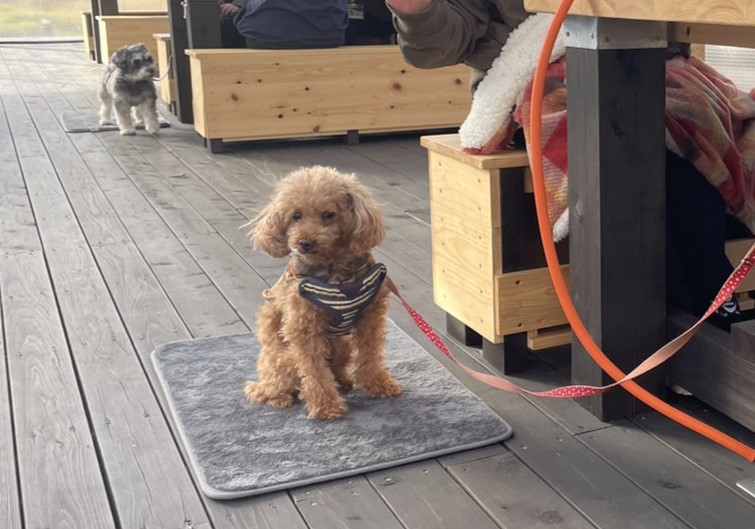 冬季限定】ワンちゃんスペース誕生♪ - 伊豆「奏の森リゾート」大室山