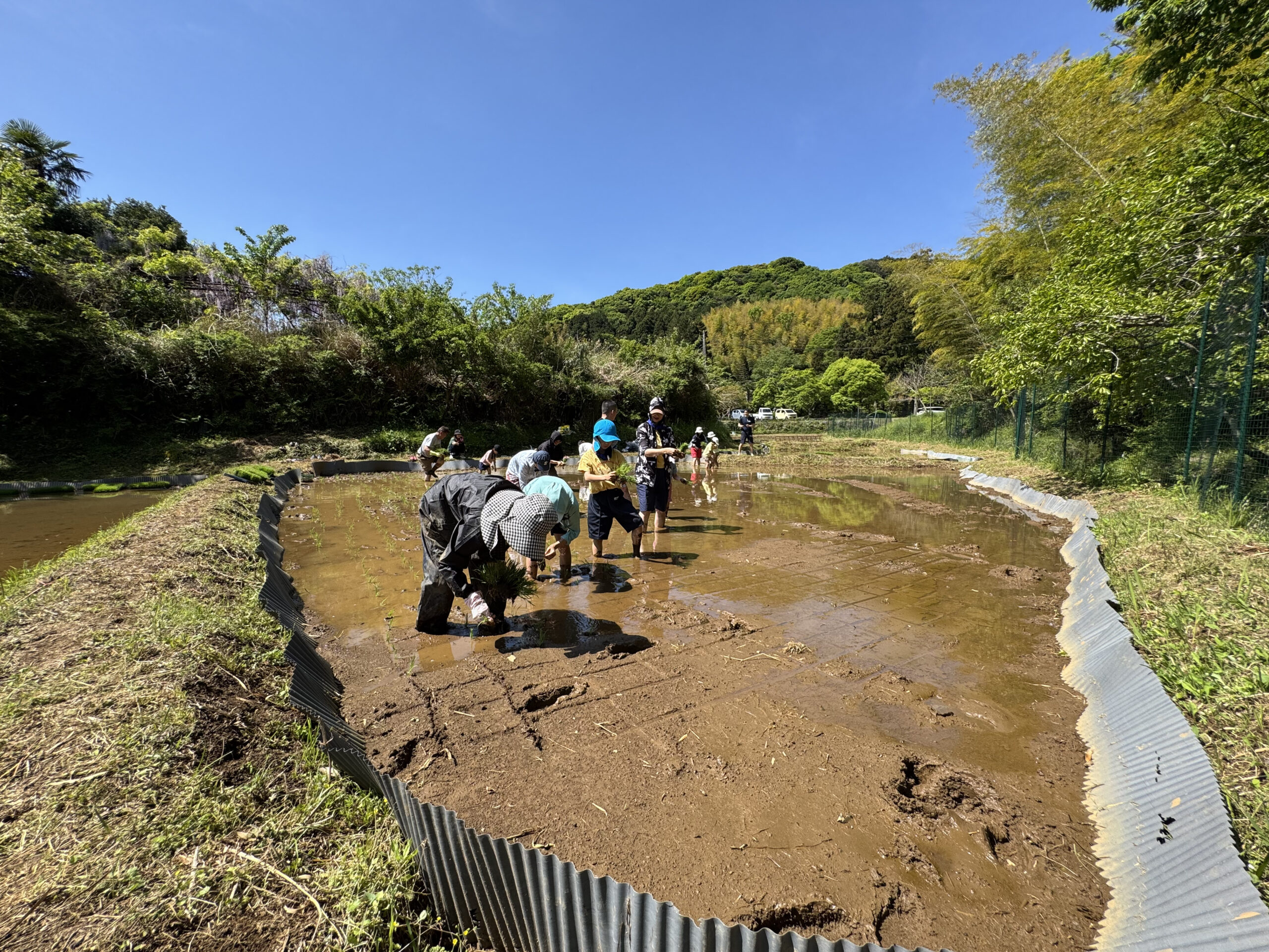田植え体験の様子