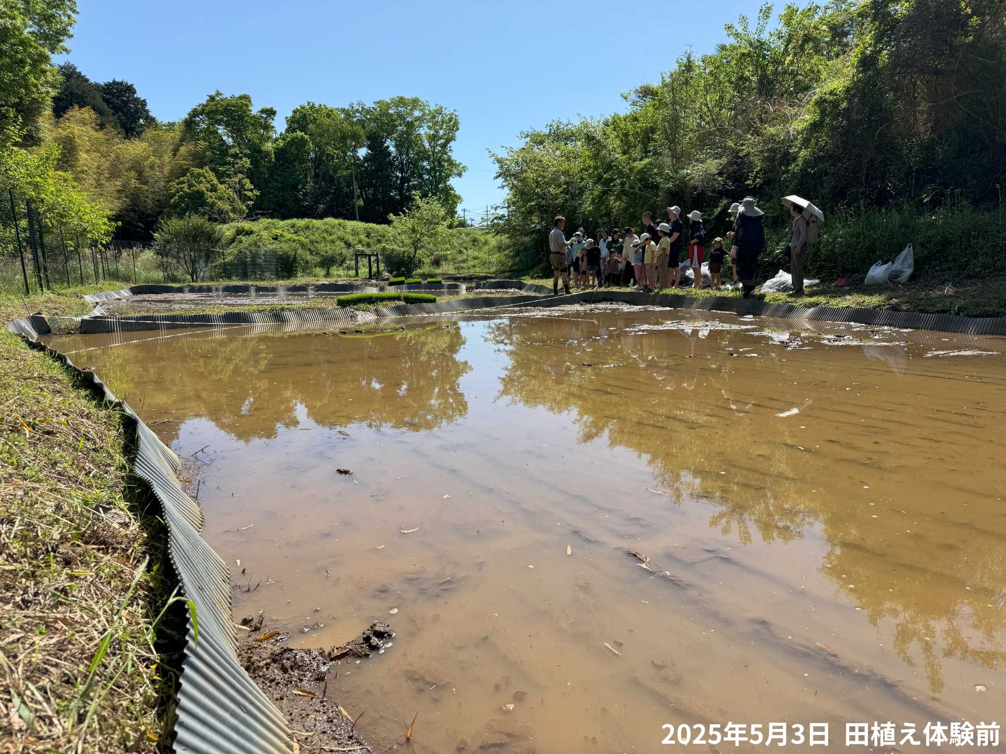 田植え体験の様子