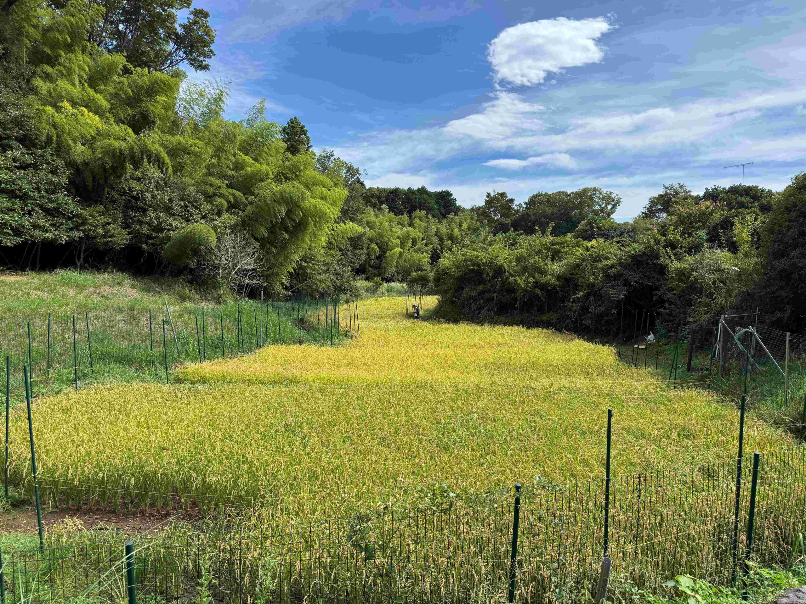 稲刈り体験の様子