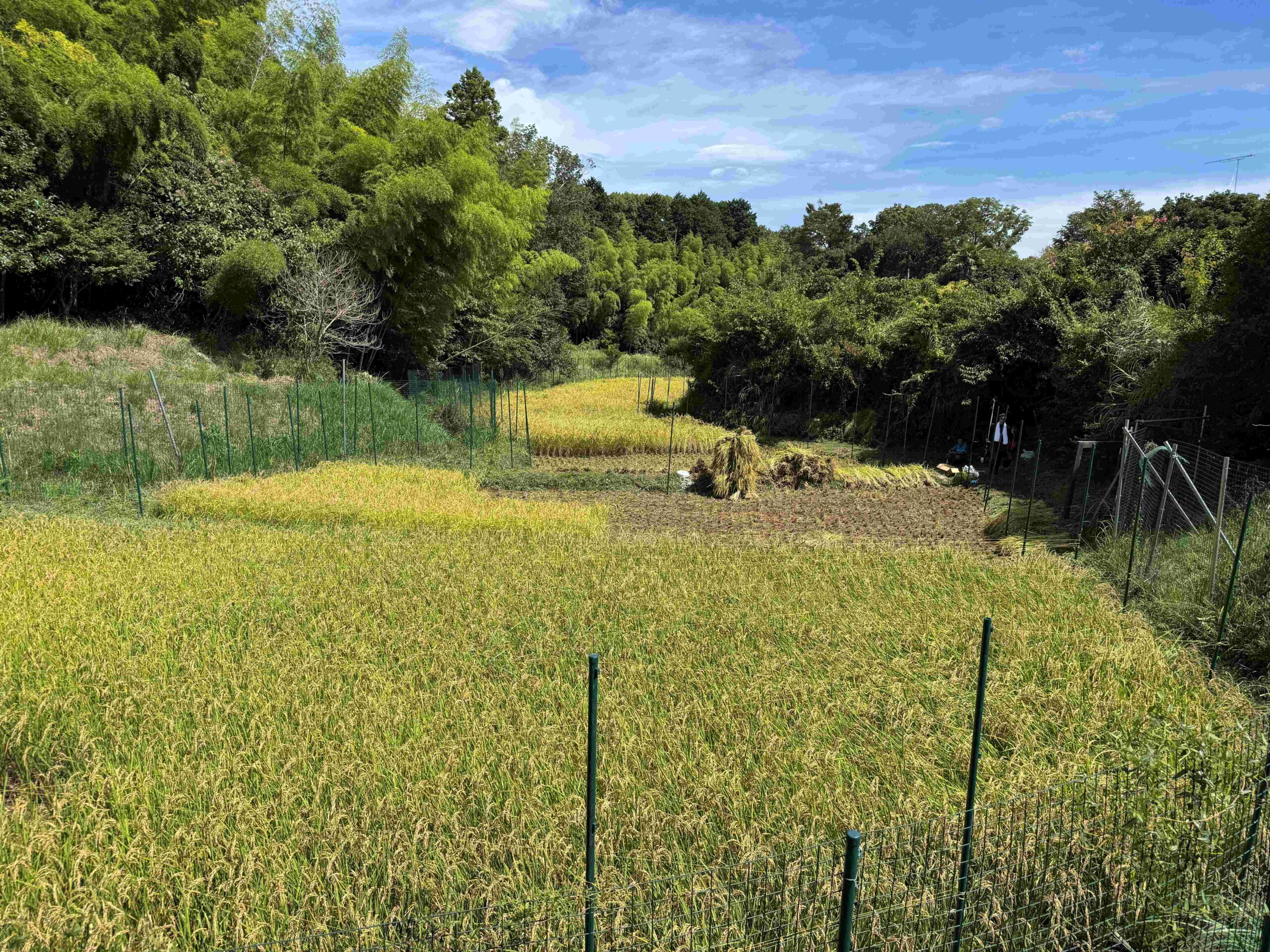 稲刈り体験の様子