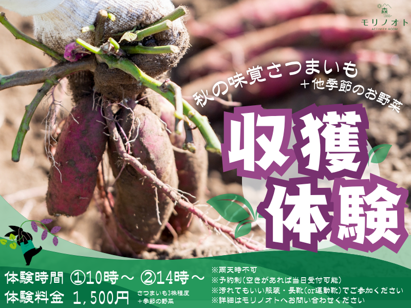 さつまいも掘り体験