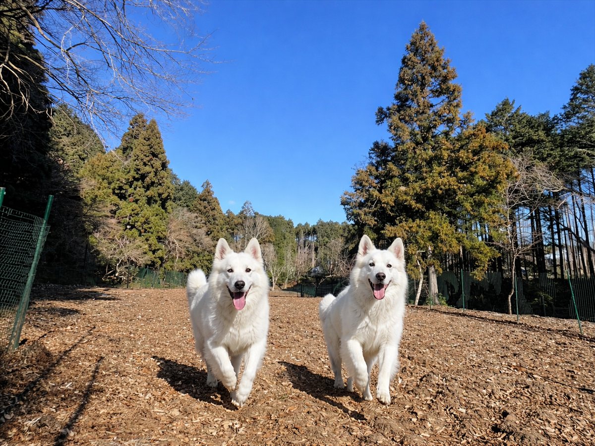 奏の森リゾートの無料ドッグランで走る犬たち
