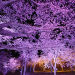 さくらの里ライトアップ