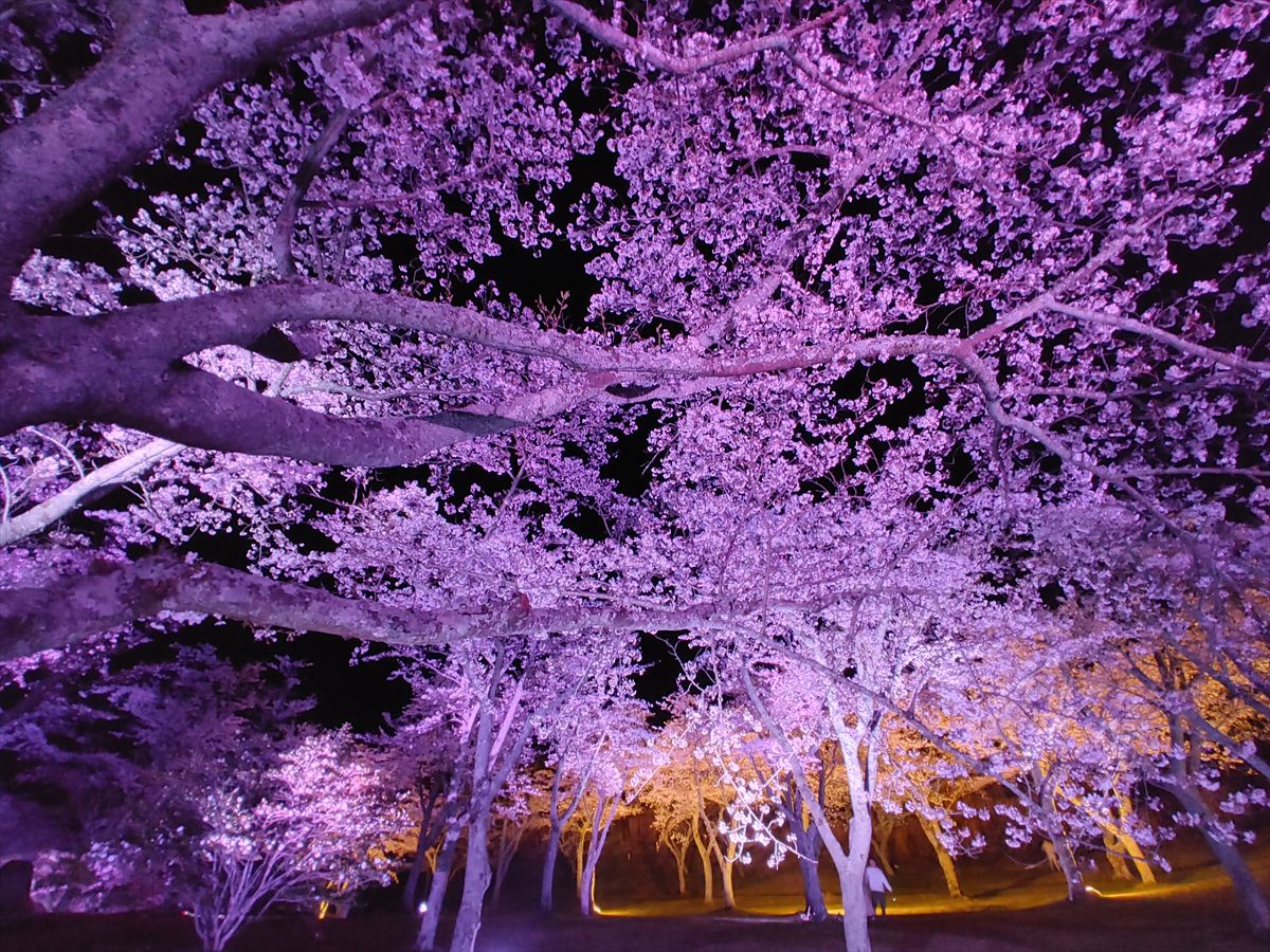 さくらの里ライトアップ